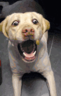 炒股APP卡顿_最近股市大涨_配资比例